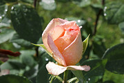 Garden Still Life Photos ETARA, a Nature Photo by ETARA by Mea Hau (Thumbnail 4 of 8)