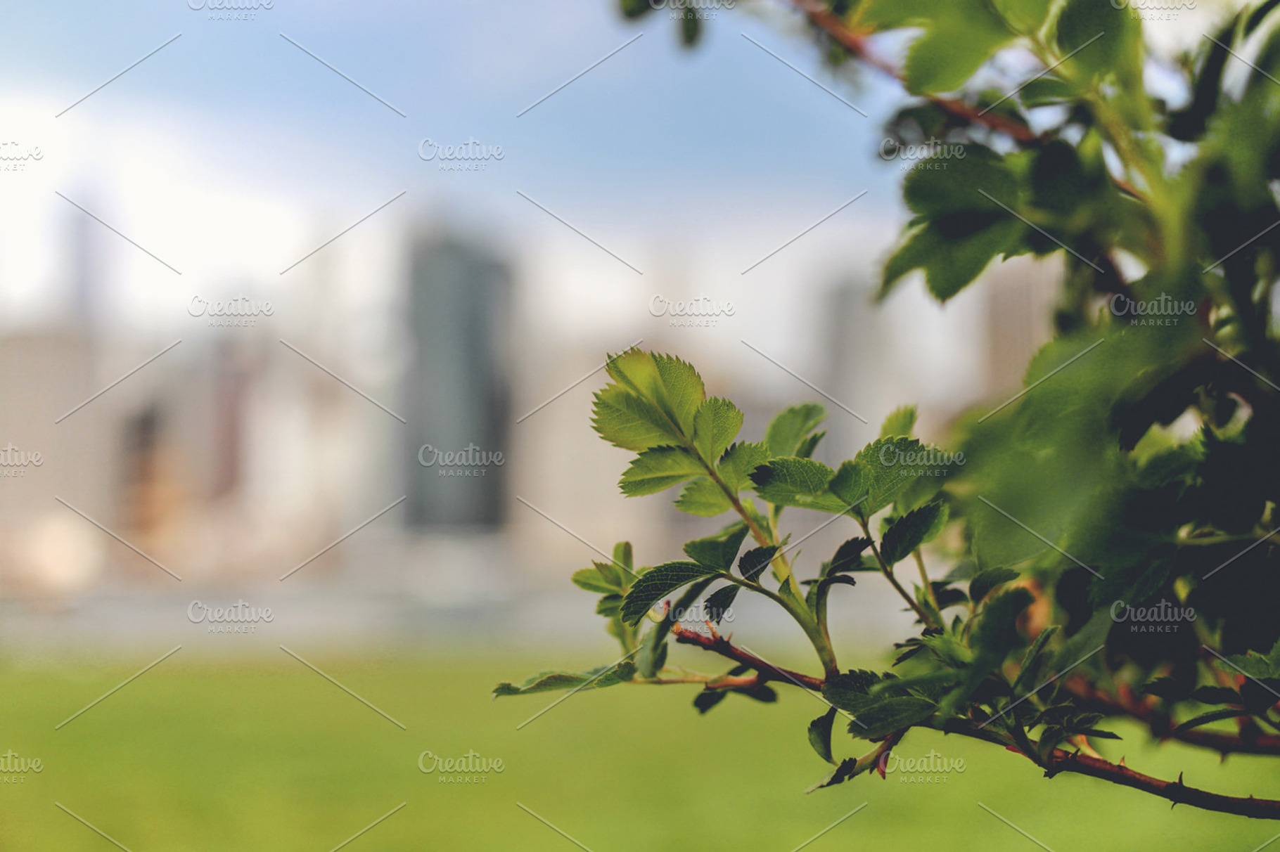 NYC Plants, a Nature Photo by stellarshots