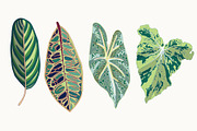 Green Leaves Vector Clip Art, a Decorative Illustration by Ania Illustration (Thumbnail 2 of 4)