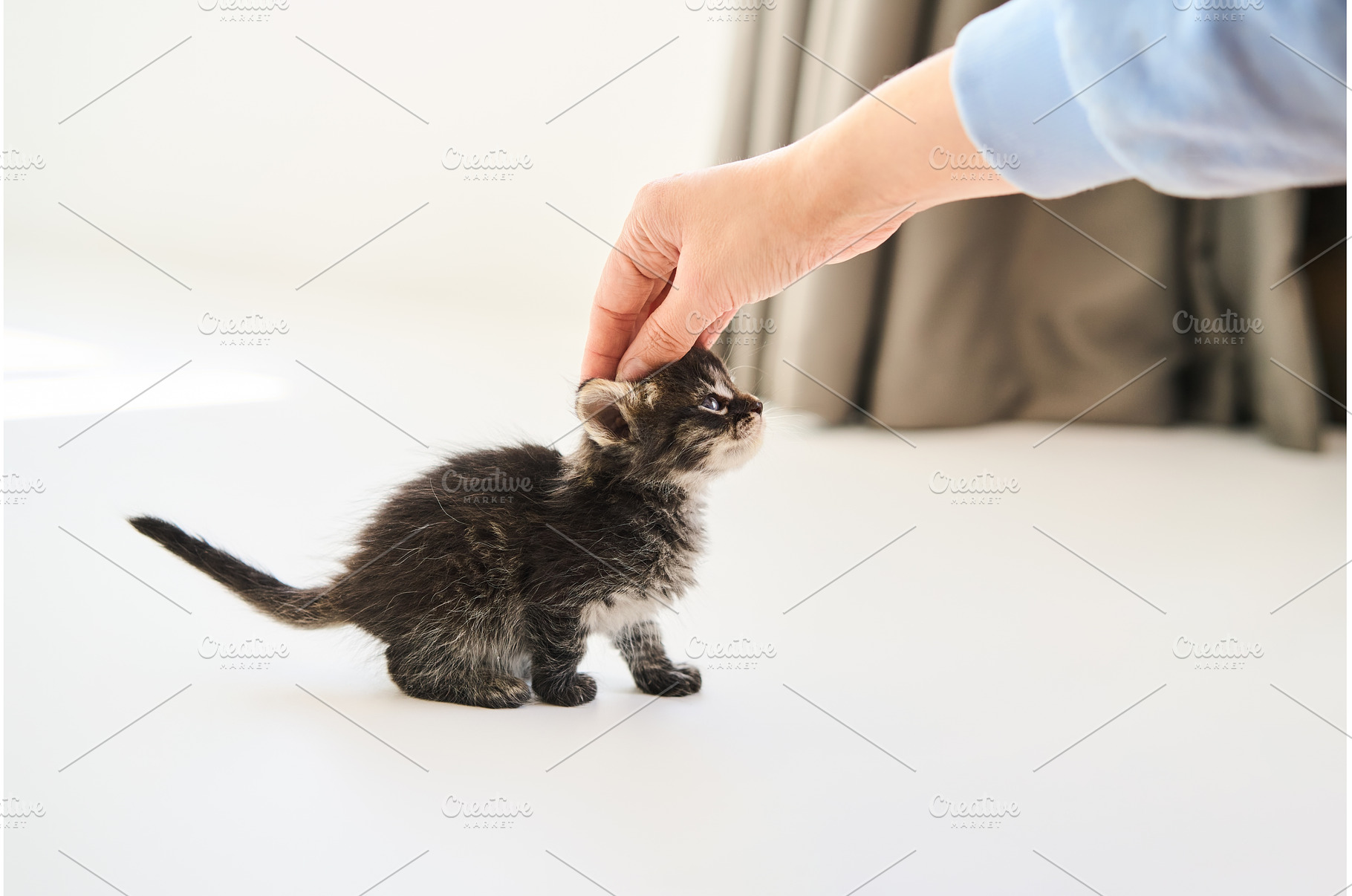 Woman petting cute little kitten, an Animal Photo by Gladkov photography