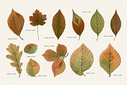 Autumn Leaves Clipart - 59 Images, an Object Illustration by Century Library (Thumbnail 10 of 10)
