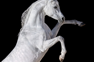 White Arabian horse rearing up.