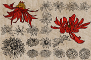 Flower heads stamps for Procreate, a Brush Add-On by TheWhiteCatLab (Thumbnail 7 of 7)