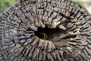 A close up shot of a weathered tree, an Abstract Photo by Imaginarium