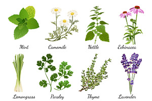 Herbs And Wildflowers Icons Set