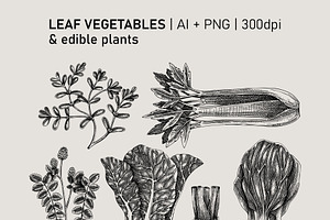 Vegetables & Herbs Vector Sketches.