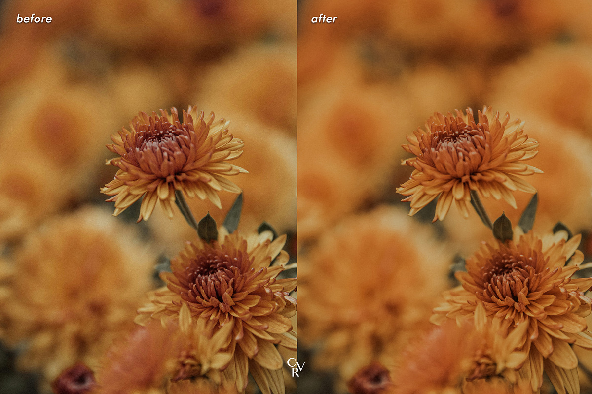 25 Warm Lightroom Presets, a Preset Add-On by CVR Presets (Photo 5 of 7)