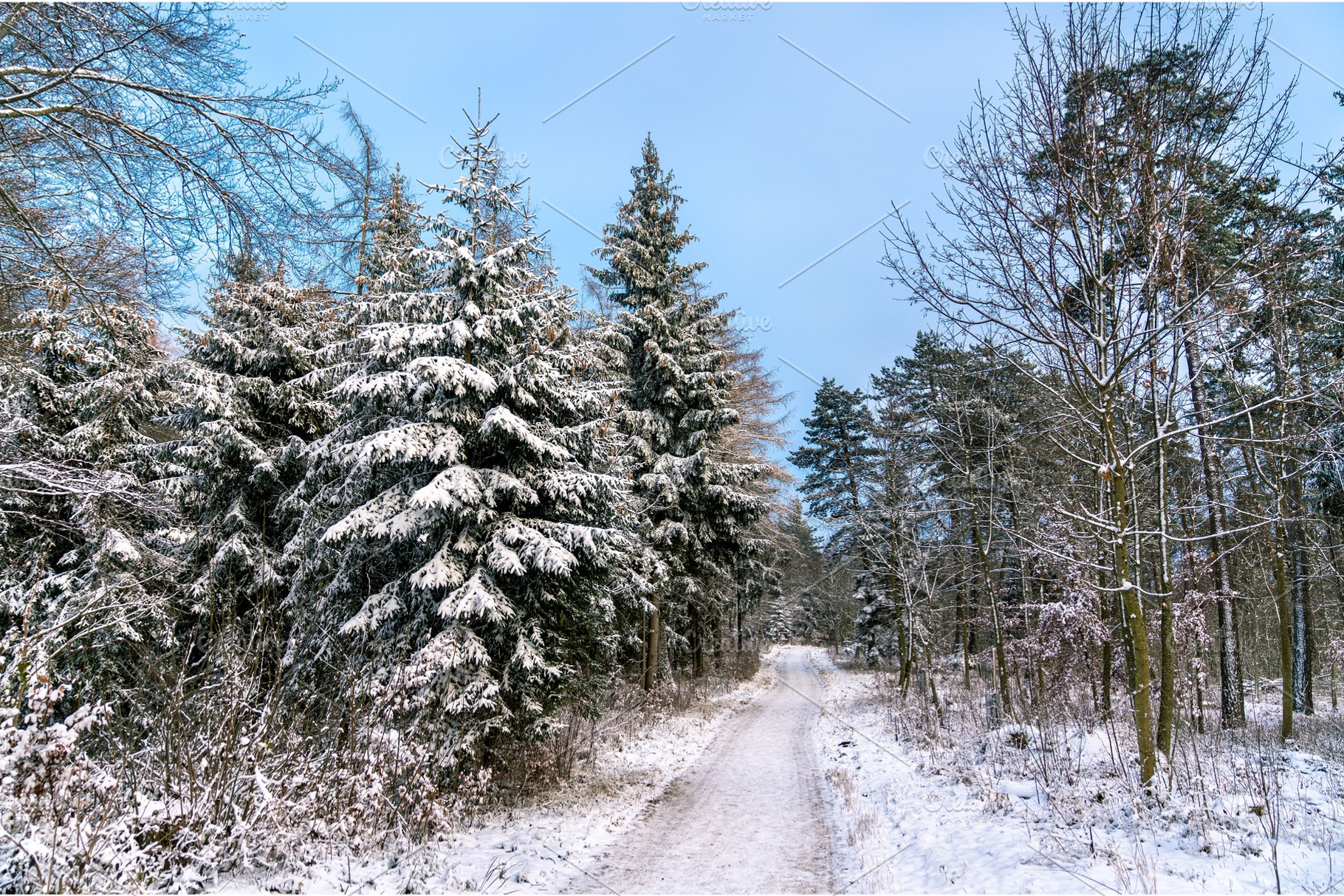 Winter forest in the swabian alps stock photo containing forest and snow, a Nature Photo by Leonid Andronov