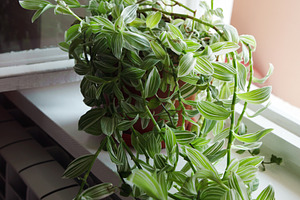 Vibrant green indoor plant with striped leaves sits in a red pot on a white win, an Animal Photo by Ales Munt