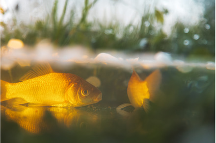 crucian carp in the sun in shallow, an Animal Photo by Pakosta