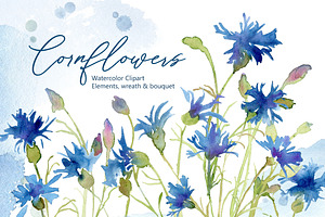 Watercolor Blue Cornflowers Flowers