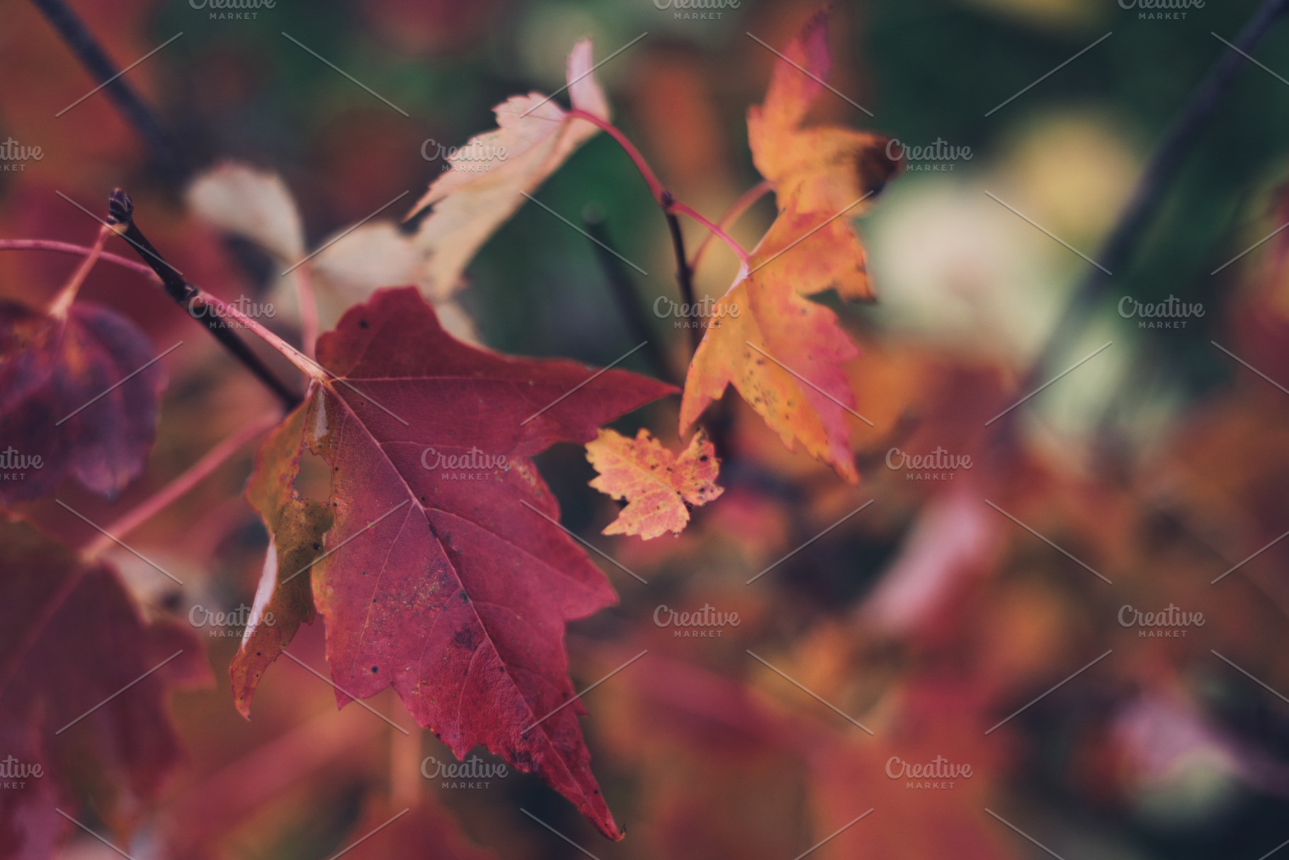 Close Look at Fall Maple Leaves, a Nature Photo by ClubhouseArts