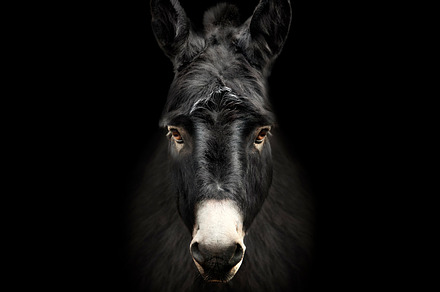 Donkey on black background, an Animal Photo by Olgait