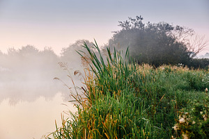 Misty morning lake shore with green reeds and wild vegetation at sunrise. Seren, a Nature Photo by Rohan Photography