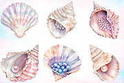 Watercolor Summer Seashell Clipart, an Illustration by Canvas Craft (Thumbnail 4 of 4)