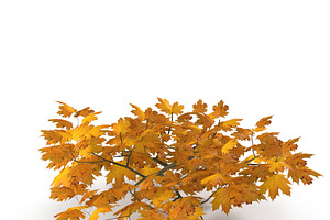 Maple Branch Yellow V3