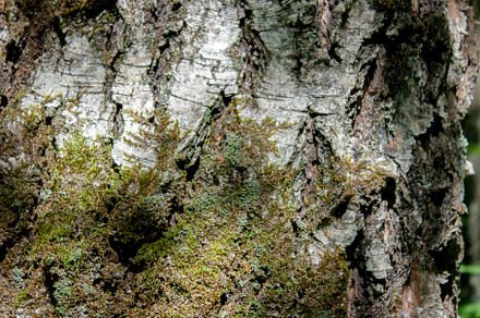 Bark of old trees close-up, a Nature Photo by Schreibikus