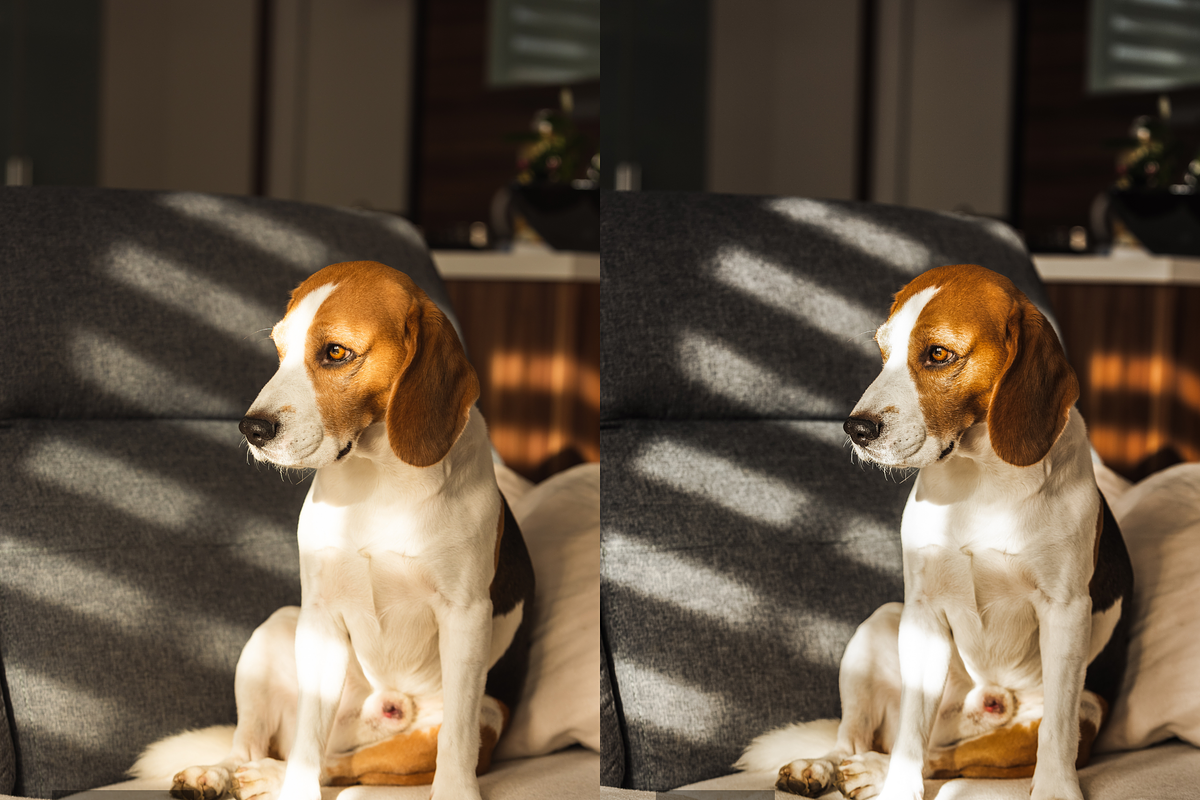 10 Pets Lightroom Presets for Mobile, a Preset Add-On by RamsaGraphi (Photo 5 of 10)