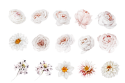 Bronte | Botanical set | 280+ images, an Illustration by Karma (Thumbnail 28 of 39)