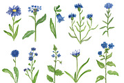 Wildflowers stories, an Illustration by Visual Animal (Thumbnail 2 of 7)