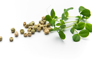 Pea seeds germinating with fresh green sprouts, a Food & Drink Photo by Olena Rudo