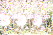 Dreamy, Ethereal Flower Photo Bundle, a Nature Photo by AmandaFagan (Thumbnail 7 of 13)