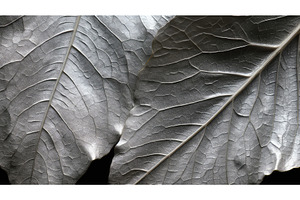 crinkled silver leaf texture ai, a Background Photo by pikepicture