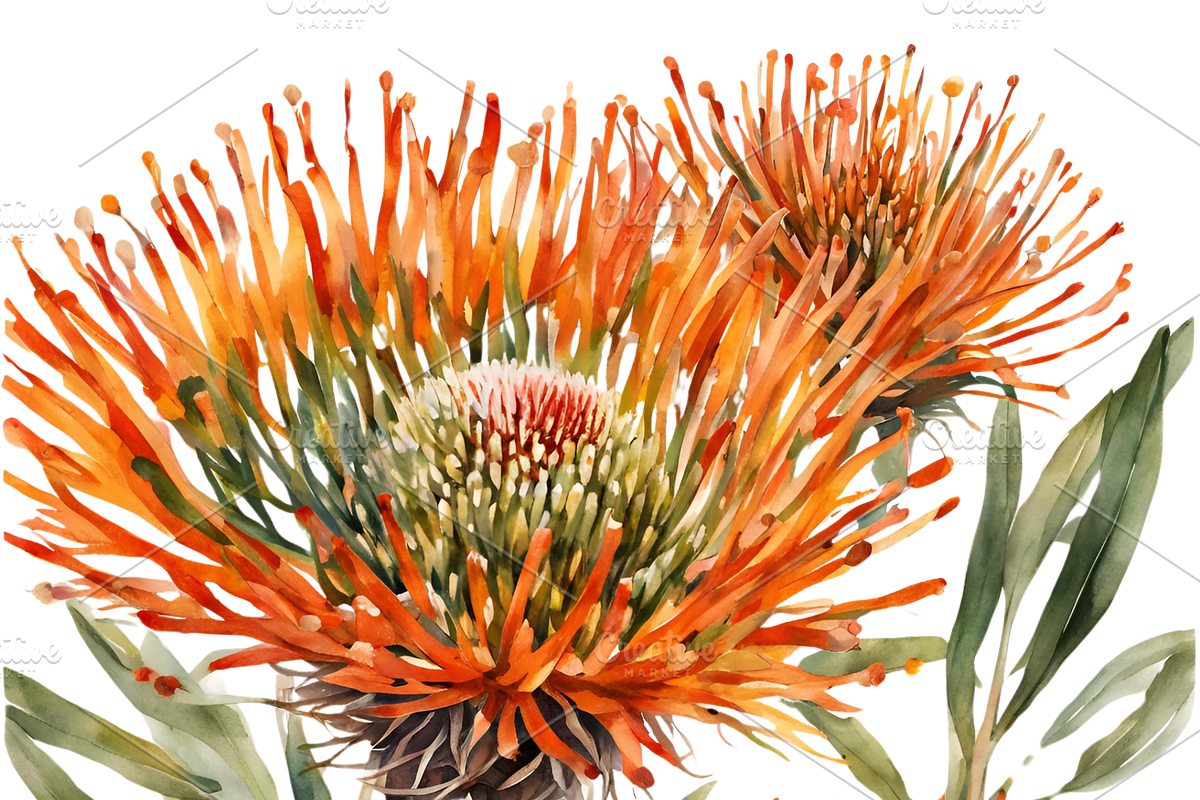 Pincushion Protea Flowers, a Decorative Illustration by Karliefie (Photo 5 of 8)