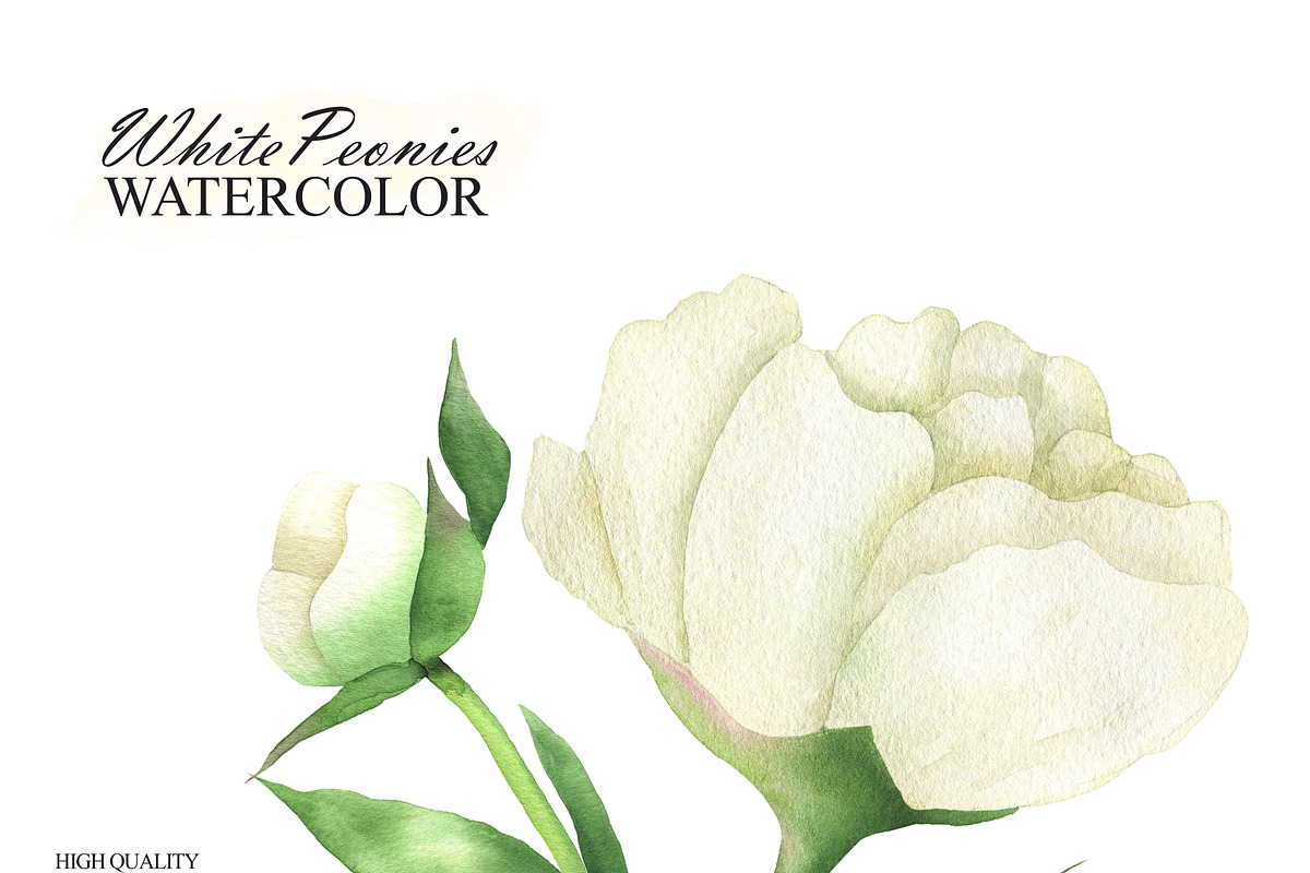 White peonies watercolor clipart, an Illustration by OlDm_Shop (Photo 5 of 10)