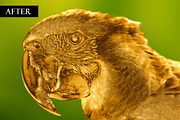 The Midas Touch Photoshop Action, an Action Add-On by Dene Studios (Thumbnail 6 of 9)
