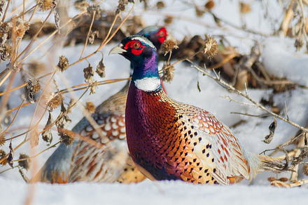 Ring Necked Pheasant in daylight