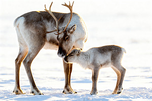 Minimalist Reindeer Portrait, a Photo by Virgo Studio