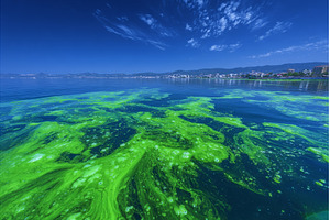 The concept of ecology and natural, a Nature Photo by ZinetroN