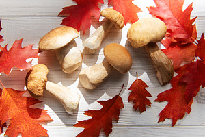 Porcini mushrooms with red autumn oak leaves, a Food & Drink Photo by Olena Rudo