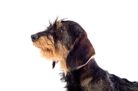 Black an brown dachshund, an Animal Photo by José Manuel Gelpi
