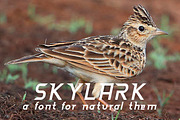 Skylark Font, a Script Font by MRI STUDIO (Thumbnail 1 of 4)