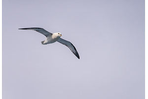 Northern Petrel swoops over the, an Animal Photo by Backyard Stock