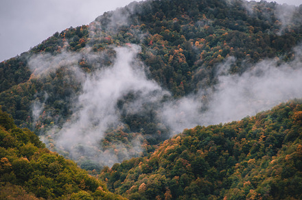 Foggy mountain slope and autumn fore, a Nature Photo by David Khelashvili