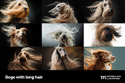 Dogs with long hair. 111 images, an Animal Photo by Handmadefont (Thumbnail 8 of 15)
