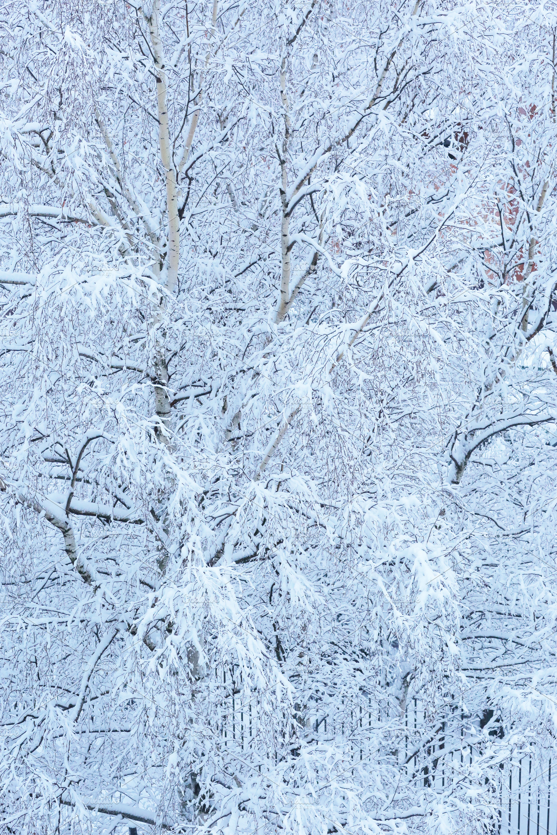 snowy forest close up texture backgr, a Background Photo by Famapictura