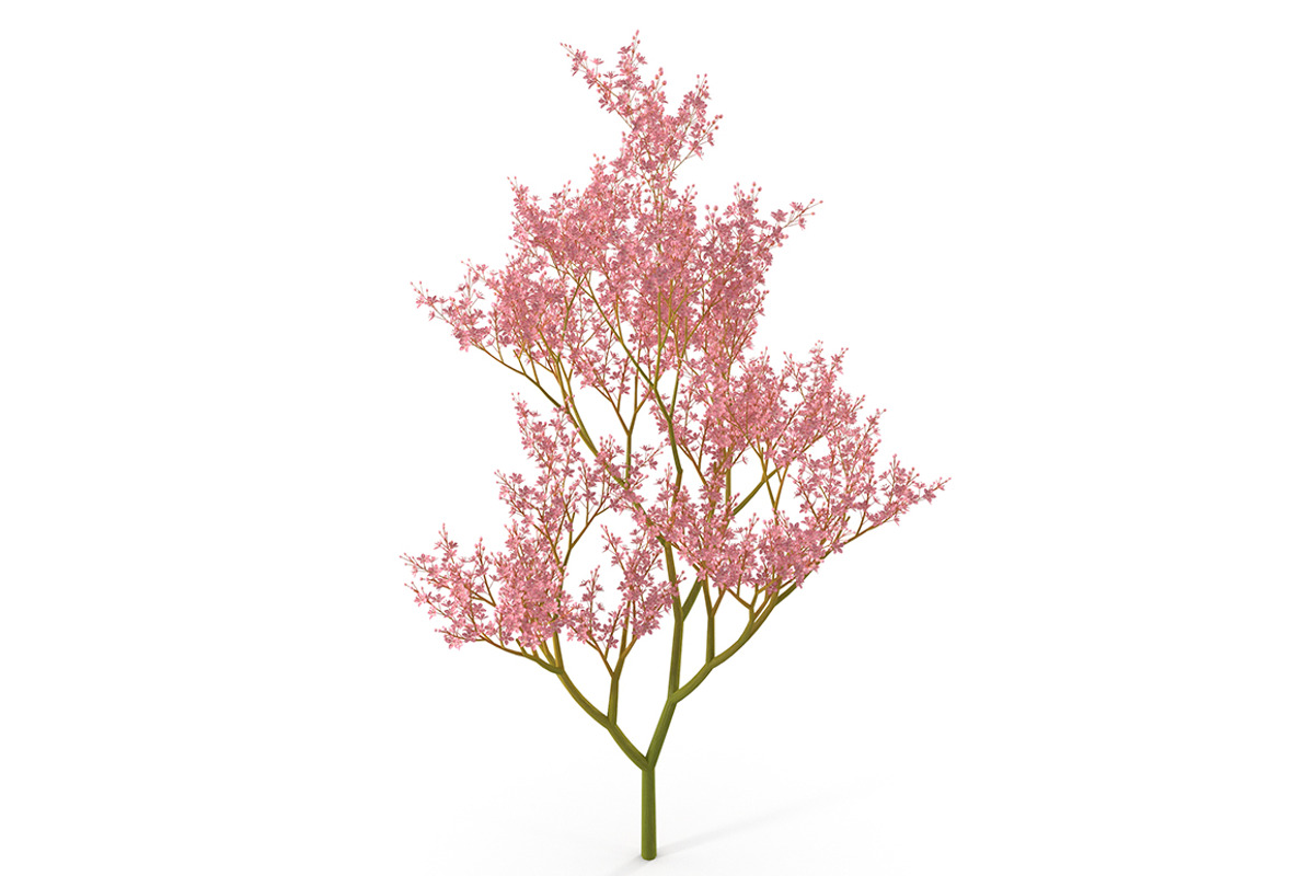 Filipendula rubra, a Plants & Tree 3D Model by AndrewWhite (Photo 1 of 11)