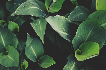 Spiral Leaves with Raindrops