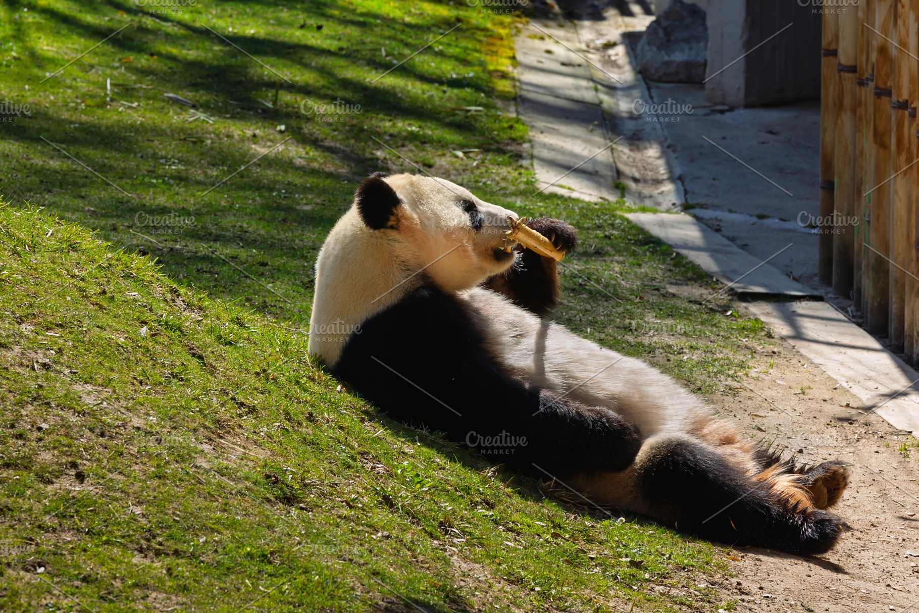 Panda Bear Eating Bamboo Lying on Gr, an Animal Photo by Perpis