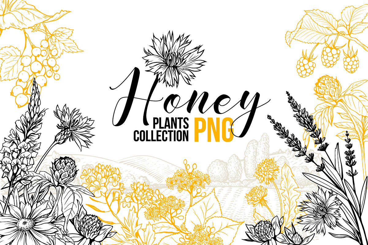 Honey Plants Engraving Collection, an Object Graphic by ilonitta (Photo 1 of 4)