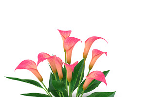 Calla Lily Pink