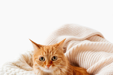 Cute ginger cat on knitted clothes