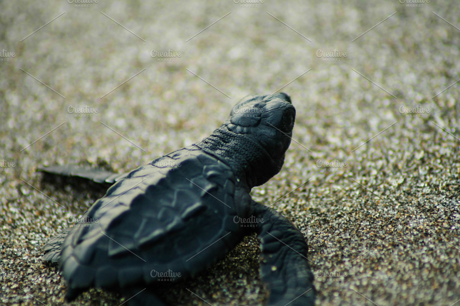 Look at the sunshine stock photograph, an Animal Photo by meme.hueso