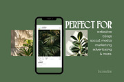 135 Green Leaves Stock Photos, a Nature Photo by Incomelion (Thumbnail 4 of 7)