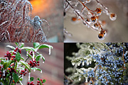 WINTERS FROST PHOTO BUNDLE, a Nature Photo by KABSPHOTOGRAPHY (Thumbnail 2 of 8)
