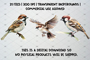 Watercolor Sparrow Clipart Set, an Animal Illustration by CropUp Creative (Thumbnail 5 of 5)